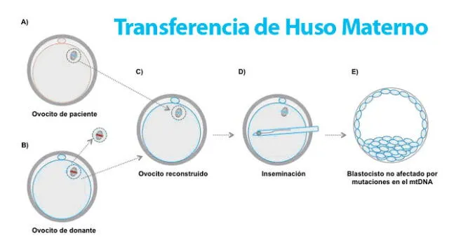 Nace el primer bebé con material de tres padres diferentes