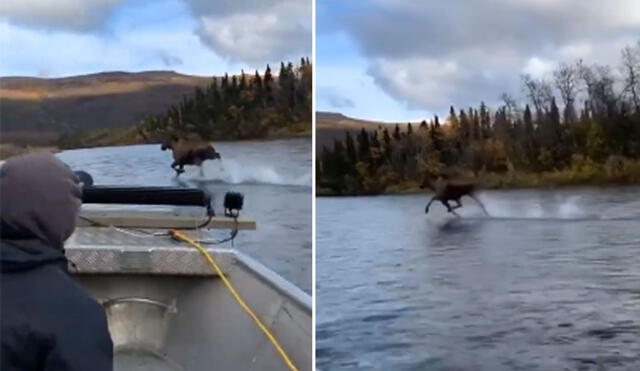 Desliza hacia la izquierda para ver más imágenes de este impresionante momento captado en un río de Alaska. (Foto: captura de YouTube)