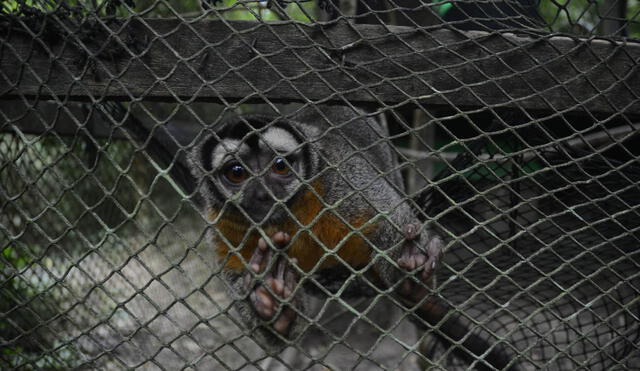 Este proyecto también busca constituir el Comité Metropolitano de Protección Animal para la elaboración de políticas en beneficio de todos los animales silvestres y domésticos. Foto: La República