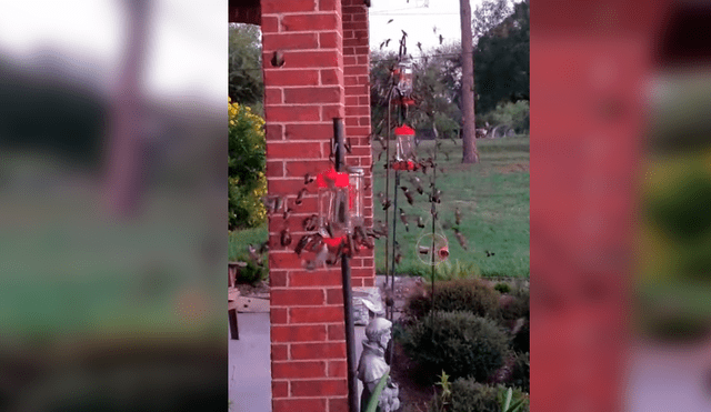 Facebook viral: creyó toparse con un enjambre de abejas, se asoma y descubre un increíble espectáculo