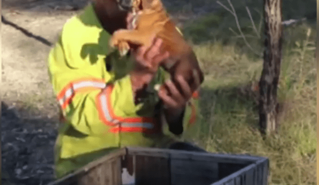 Bombero recata una caja del incendio y descubre que en el interior estaba una adorable criatura se es viral en Facebook.