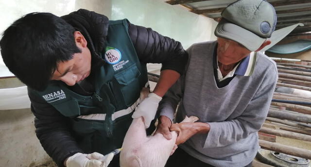 En Cusco, 25 mil cerdos fueron vacunados contra peste porcina