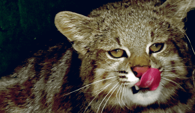 En defensa del titi o gato andino: campaña de conservación en Puno [Video]