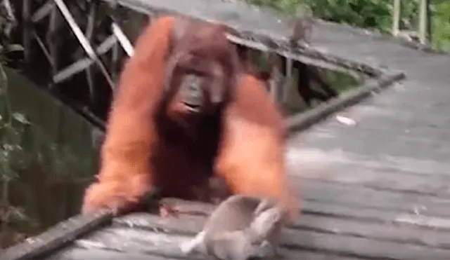 Un turista grabó en un video viral de Facebook el instante en que un mono bebé es duramente castigado por un furioso orangután, tras ser víctima del robo de su plátano.