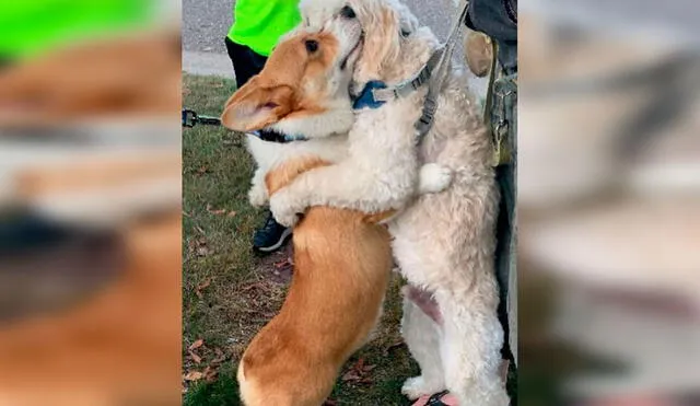 Desliza las imágenes para apreciar la emotiva acción de un perro corgi cuando se encuentra con otros animales. Foto: Instagram
