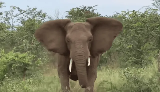 YouTube viral: turistas son sorprendidos por una agresiva manada de elefantes cuando hacían safari [VIDEO]