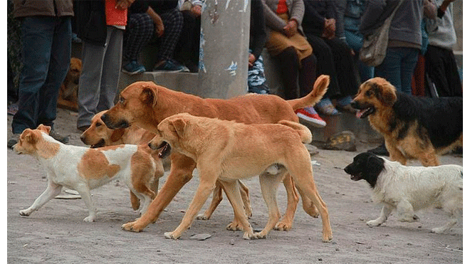 Perros comprenden gestos humanos de forma innata, según investigación en India