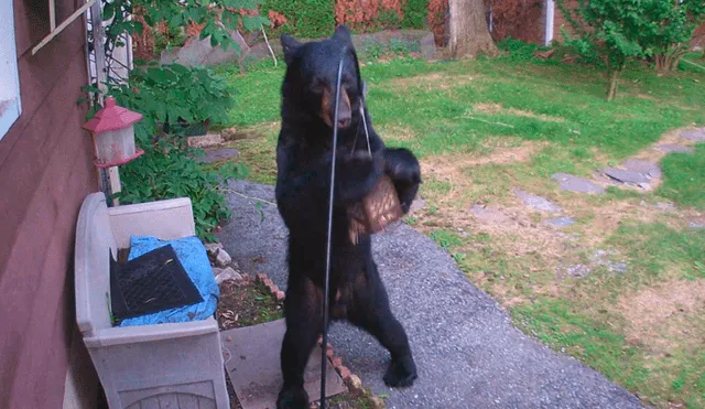 El oso pensó que sería una comida fácil y no imaginó que tenía que enfrentarse a un furioso perro. Foto: captura