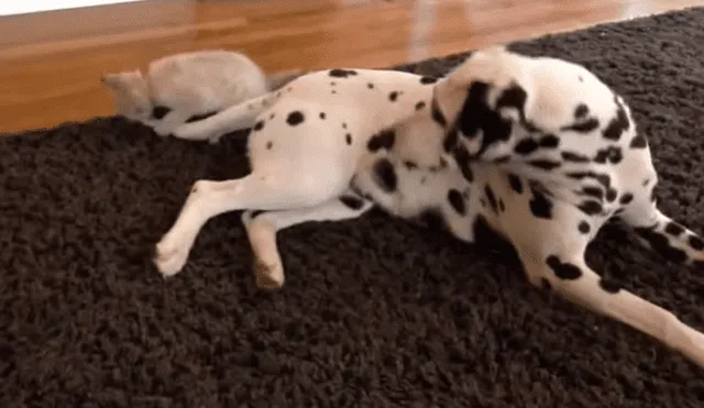 En YouTube se hizo viral la tierna reacción de un perro al conocer al nuevo gato bebé de la familia.