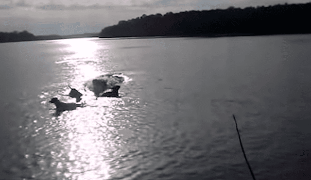 Video es viral en YouTube. El dueño del can salió a dar un paseo por el río junto a sus mascotas, sin imaginar el espeluznante momento que viviría.