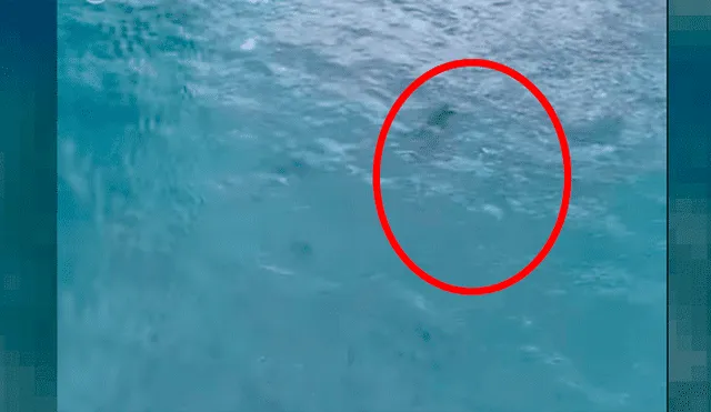 YouTube viral: Misterioso animal marino es captado persiguiendo a un bañista y esto sucede [VIDEO]