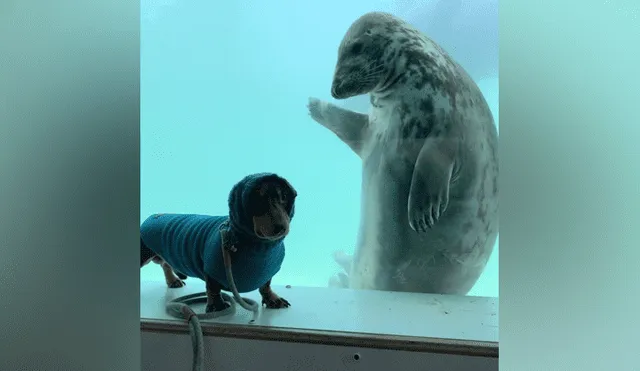 Desliza hacia la izquierda para ver las divertidas fotos del perro con la foca que se hicieron viral en Facebook.