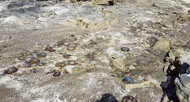 Alertan a bañistas de costa de Tacna: medusas pueden intoxicarlos