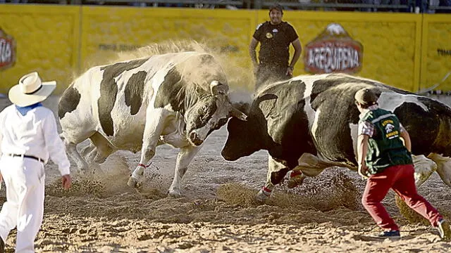 Postura. TC dice que pelea de toros no es maltrato animal.