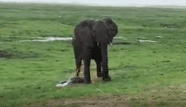 YouTube viral: familia va de excursión a África y graba a elefante pariendo a su cría [VIDEO]