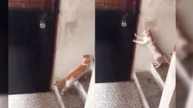 Vía Facebook: gato pide a su familia que le abran la puerta e impresiona a miles [VIDEO]
