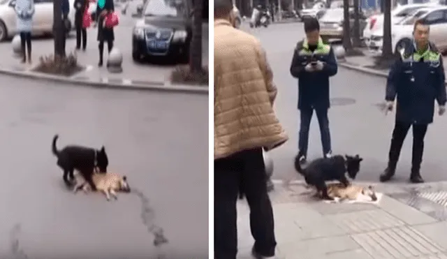 En Facebook, un perro fiel se mantuvo al lado de su compañero moribundo que fue atropellado.