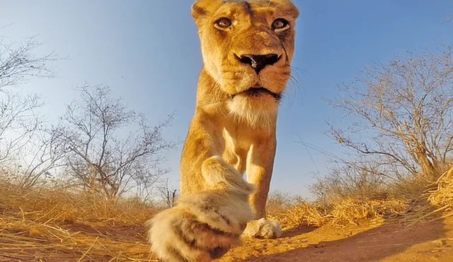 Facebook viral: leona realiza excursión por la selva de África al robar un cámara GoPro [VIDEO]