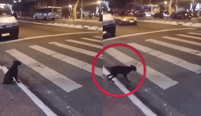 Twitter: Perro da lección a humanos y respeta las señales de tránsito en avenida [VIDEO]