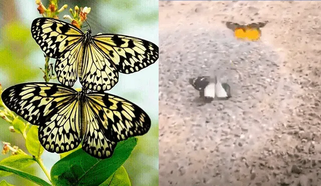 Facebook viral: mariposa tiene noble gesto para no dejar que su amiga muera 