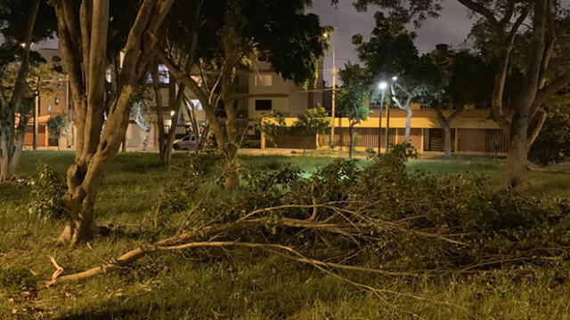 #YoDenuncio: residentes temen por vida de niños tras caída de árbol en parque de San Borja 