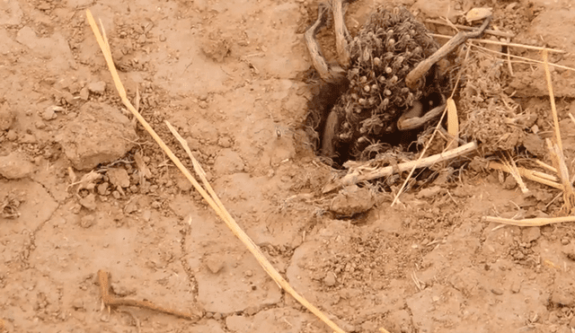 Un video viral registró el momento en que una araña hembra cargó a sus crías para cazar.