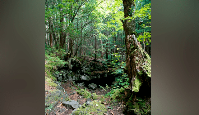 Google Maps: conoce todo sobre Aokigahara, el ‘bosque de los suicidios’ ubicado en Japón