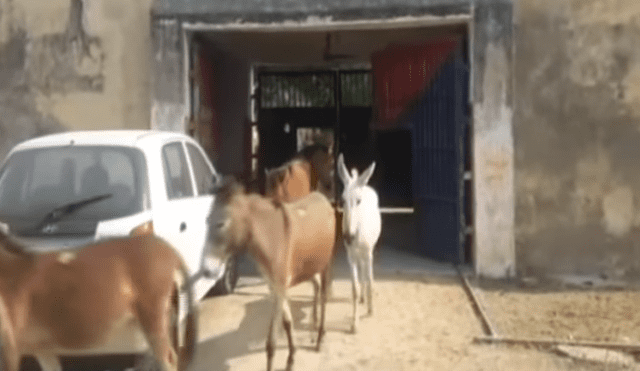 YouTube: En la India, ocho burros fueron encarcelados por desconcertante razón [VIDEO]