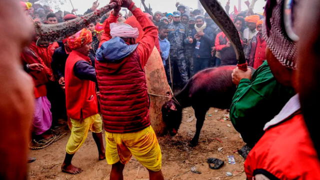 Los religiosos hindúes sacrifican animales en honor a la diosa Gadhimai. Foto: Difusión