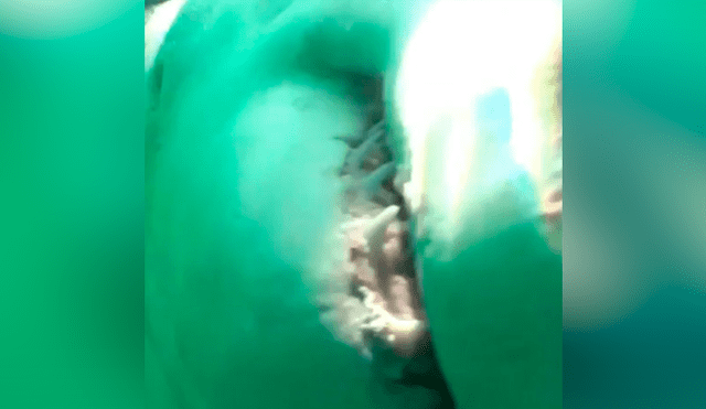 Video se viralizó en YouTube. Una cámara instalada en el fondo del mar captó el instante en que un tiburón blanco se acercó al objeto y lo sometió a una voraz mordida.