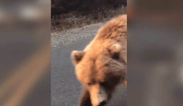 YouTube viral: Conductor es acechado por gigantesco oso en autopista y ocurre aterrador momento [VIDEO]