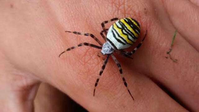 Araña vivía dentro de oído de hombre. Foto: difusión.