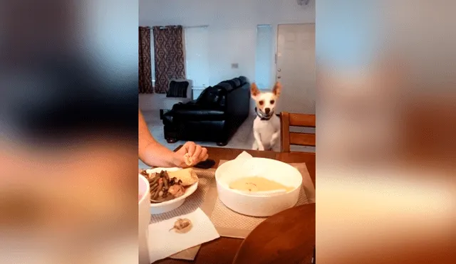 Desliza las imágenes hacia la izquierda para apreciar la singular acción de un pequeño perro para pedir comida.
