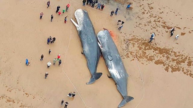 Hallan partes de autos en estómagos de ballenas muertas en Alemania [FOTOS]
