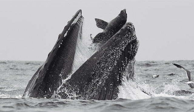 Graban terrorífico momento en que ballena devora a lobo marino que se alejó de su manada [VIDEO] 