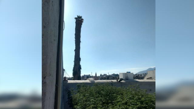 Talaran la palmera más antigua y alta de la ciudad de Arequipa 