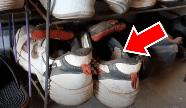 Joven intenta colocarse sus zapatillas y encuentra culebra acurrucada en el interior.