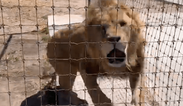 Vía YouTube: león es separado de su pareja en celo y enfurece con su amo [VIDEO]