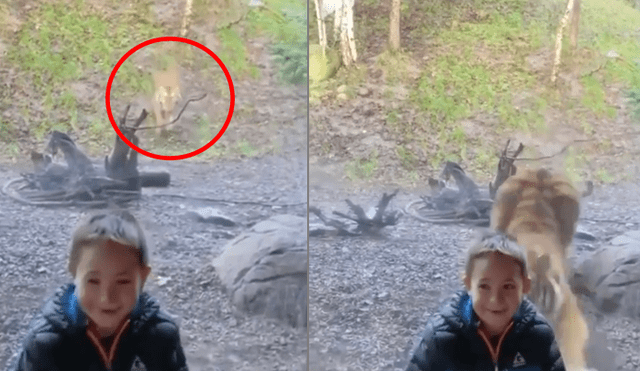 Desliza hacia la izquierda el encuentro del felino con el niño, escena que es viral en Facebook.