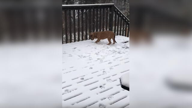 Facebook: Perro ve nieve por primera vez y tiene tierna reacción [VIDEO] 