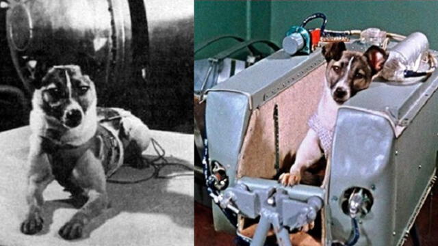 Laika partió al espacio exterior el 3 de noviembre de 1957, pero será recordada por toda la eternidad.