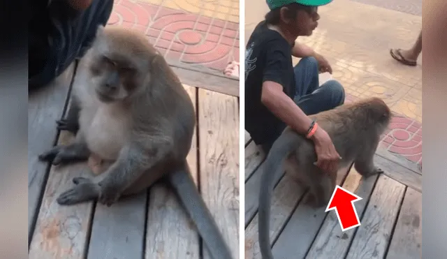 YouTube viral: Turista rasca vientre de ‘travieso’ mono, sin imaginar que primate tendría una comentada reacción [VIDEO] 