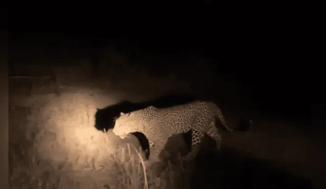 Desliza hacia la izquierda para ver el recorrido safari que hicieron los turistas en la selva de África. Este video es viral en Facebook.
