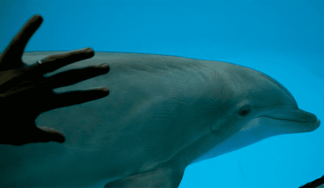 Espana - delfín - mundo