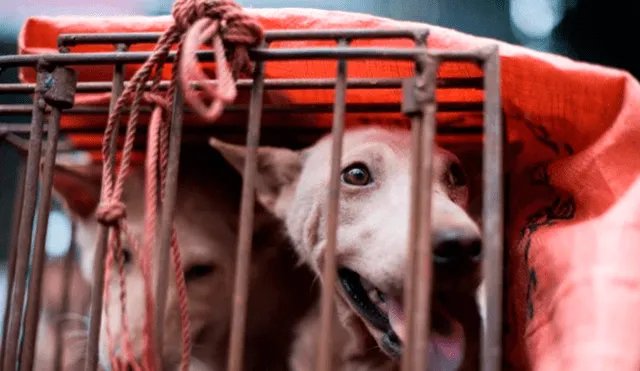 Pese a la prohibición del consumo de carne de perro, comerciantes continúan con la venta del animal. (Foto: Daily Mail)