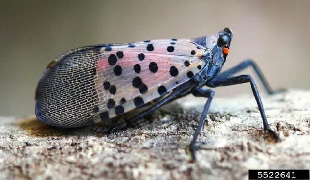La mosca linterna manchada proviene de Asia. Foto: Departamento de Agricultura de Pensilvania