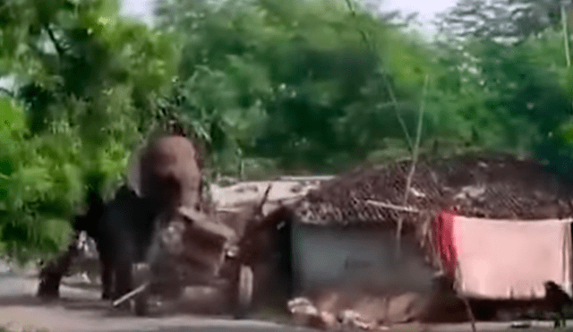 Violenta reacción de un elefante en India se hizo viral. Foto: Captura/News4nation.com