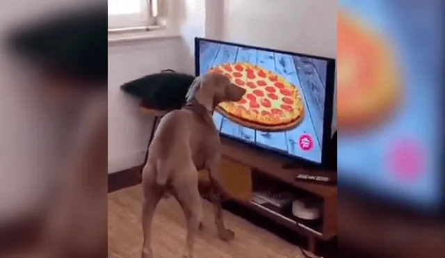 Facebook: perro hambriento ve comercial de pizza y tiene inesperada reacción [VIDEO]