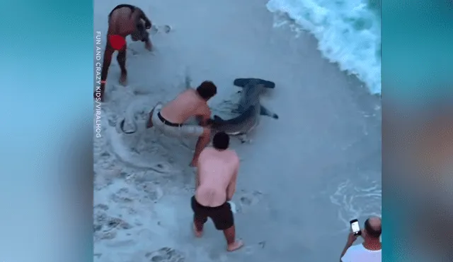 Hombres arrastran hambrienta criatura del mar, le sacan anzuelo atravesado y sucede lo increíble [VIDEO] 