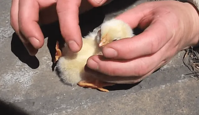 En YouTube : Curiosa técnica para dormir a un pollito asombra a miles [VIDEO]